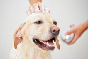 Labrador retriever is taking a shower at home.