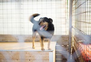 A dog in an animal shelter, waiting for a home