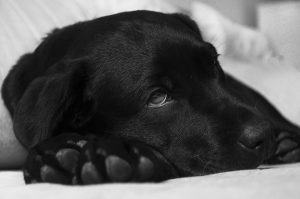 labrador-380800_960_720