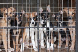 Many cute puppies locked in the cage
