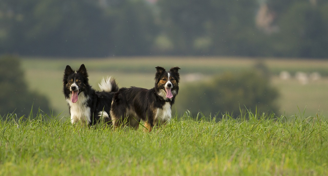 Bordercollies som arbetar.