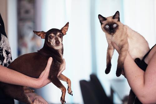Du som har katt och funderar på att skaffa hund