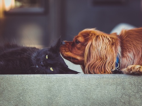 Fördelar med att ha katter i en kennel