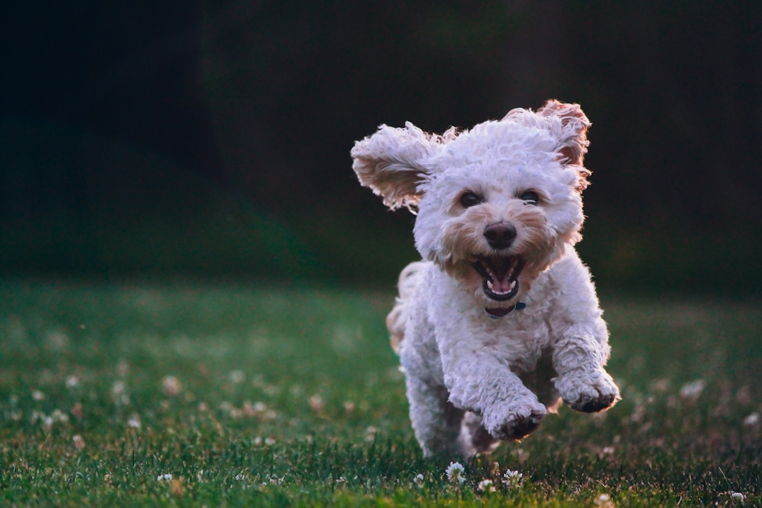 Hundvakt eller hundpensionat – vad passar din hund bäst?